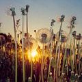 Pusteblumen