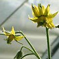 Tomatenblüte