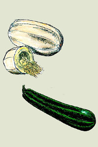 Zeichnung - Zucchini und Kürbis