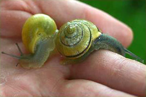 Gehäuseschnecke