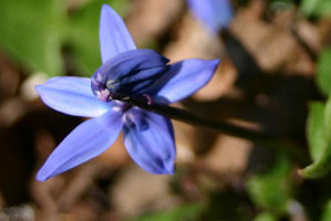 Blaustern