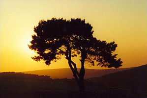 Solitärbaum - Zeder im Sonnenuntergang