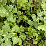 Rauke (Rucola)