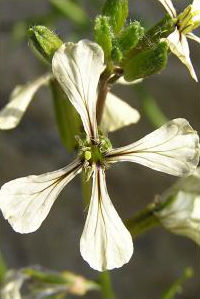 Rauke - Rucola-Blüte