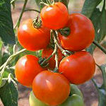 Freiland-Tomaten 1