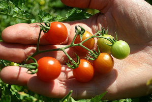 Wildtomate Rote Murmel