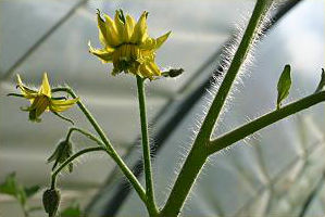 Blhende Tomate unter Folie