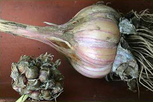 Knoblauch Rocambole